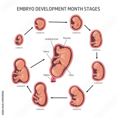 Embryo in the womb, set. Development and growth of the fetus at different stages of pregnancy, monthly period. Infographics, banner