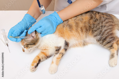 A female veterinarian puts drops with a pipette into the ears of a cat. calm tricolor cat at a reception in a veterinary clinic. medical care for animals photo