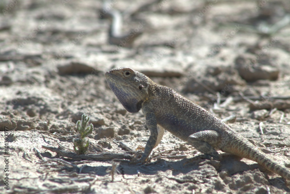 Lizard in Desert landscape in the Kazakhstan Lizard in Desert landscape in the Kazakhstan