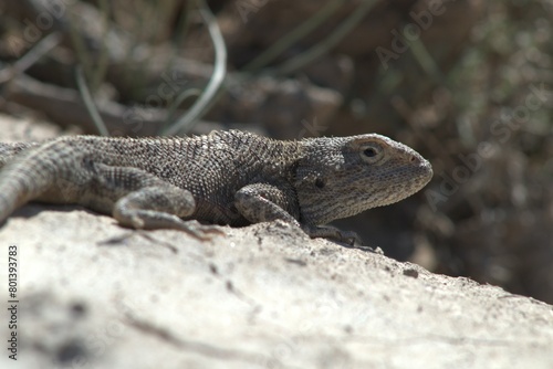 Lizard in Desert landscape in the Kazakhstan