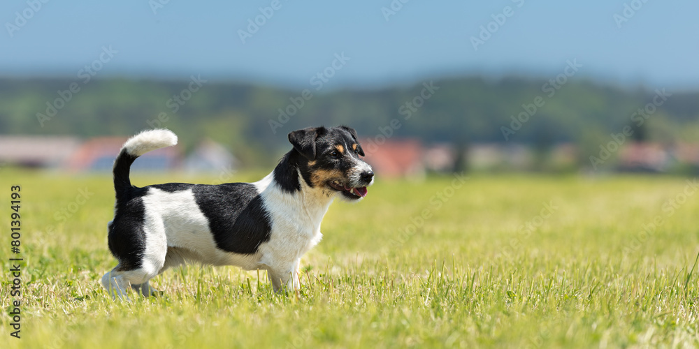Jack Russell Terrier dog stands in a meadow in summer Jack Russell Terrier dog stands in a meadow in summer