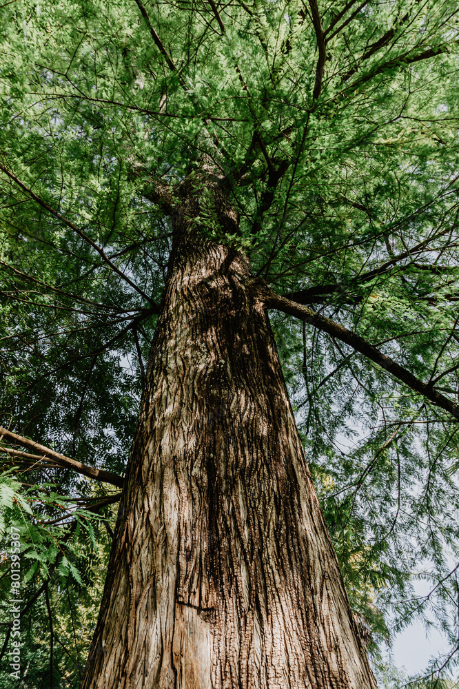 Fototapeta premium Centennial tree in a forest in northern Spain