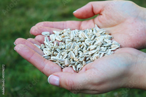 Hands holding many sunflower seeds