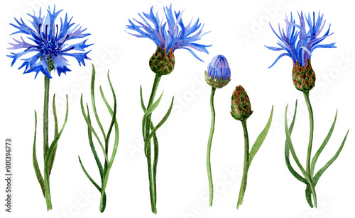 Watercolor Cornflowers Set. Hand drawn Flowers  Buds and leaves