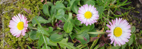 Pink and white common daisies growing in the grass