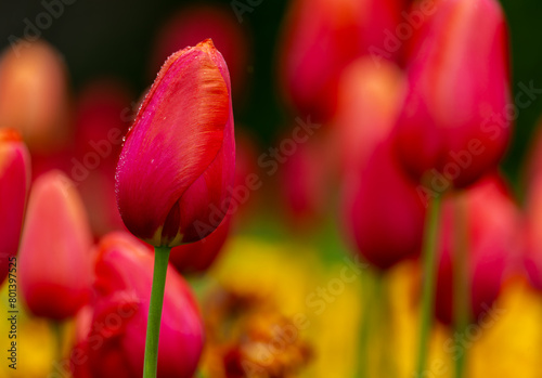 Photography Tulip Avignon, selective focus on single flower, blooming in Spring