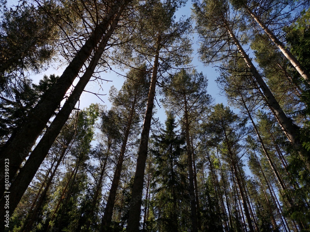 Obraz premium trees in the forest