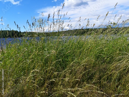 field and sky