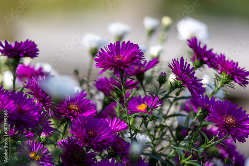 A bunch of purple flowers with white flowers in the background