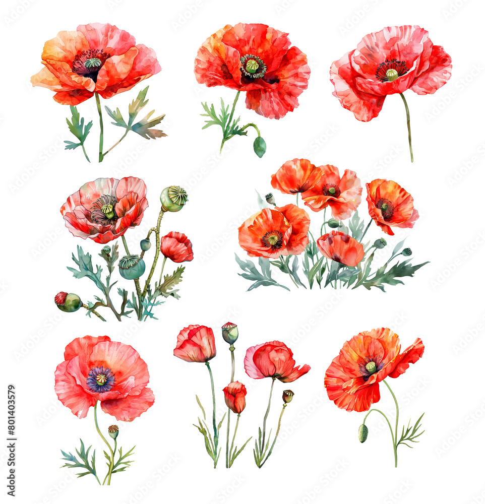 Beautiful Watercolor Poppy Flowers Isolated On Transparent Background. Png File.. Ai Generated
