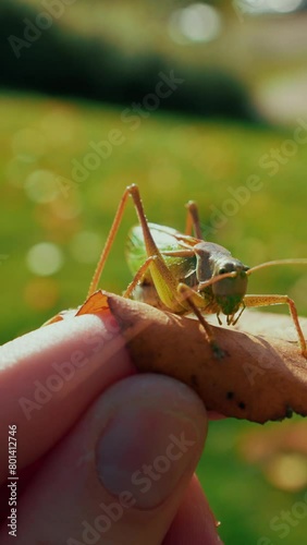 Hand of woman holding yellowed leaf with grasshopper on blurred background. Living creature and wild nature in countryside on sunny day closeup Vertical footage.