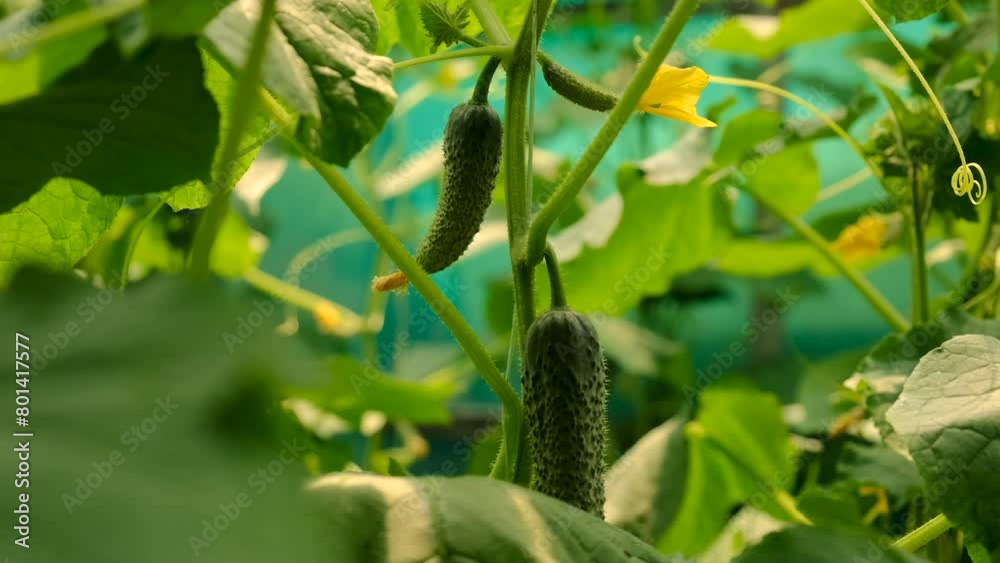 cucumbers grow in a greenhouse. Selective focus. cucumbers grow in a greenhouse. Selective focus.