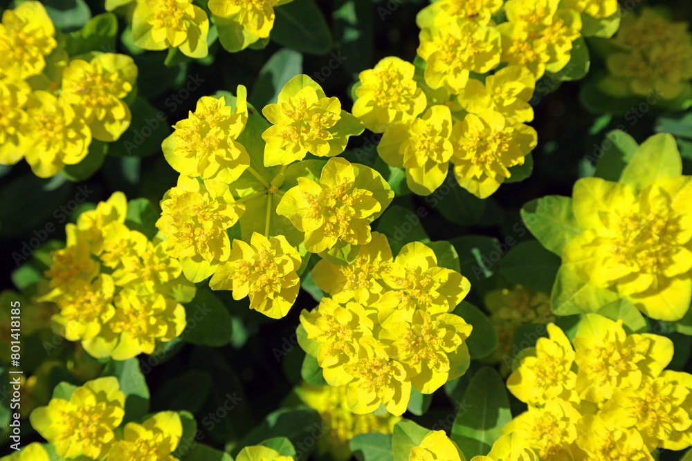 Closeup of sunlit Cushion Spurge flowers, Nottinghamshire England
Closeup of sunlit Cushion Spurge flowers, Nottinghamshire England
