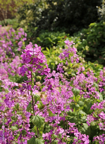 Closeup of Annual Honesty blooms, Lincolnshire England 