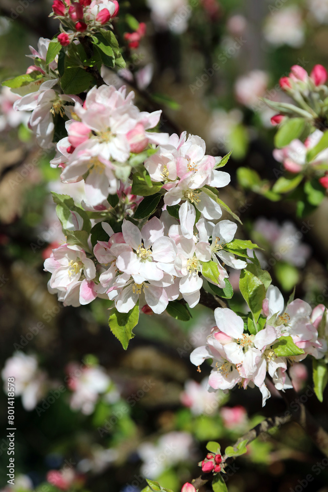Closeup of Apple blossom, Lincolnshire England
Closeup of Apple blossom, Lincolnshire England