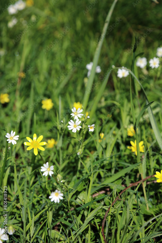 Lesser Celandine and Greater Stitchwort flowers, Lincolnshire England
Lesser Celandine and Greater Stitchwort flowers, Lincolnshire England