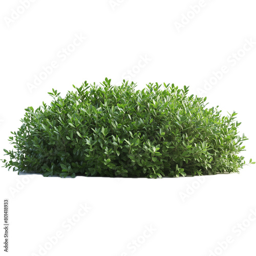 Tree or bush, no background , various types of trees.