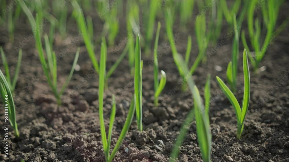 Garlic sprouts growing in rows in rich soil, illuminated by early morning light. Garlic sprouts growing in rows in rich soil, illuminated by early morning light.
