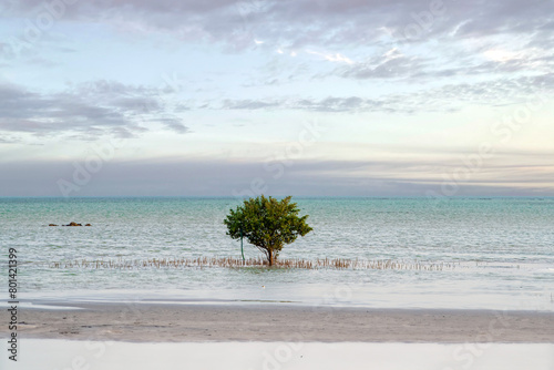 Souq Wakra Beach. Seascape of mangrove Single tree. viewed from the water surface photo