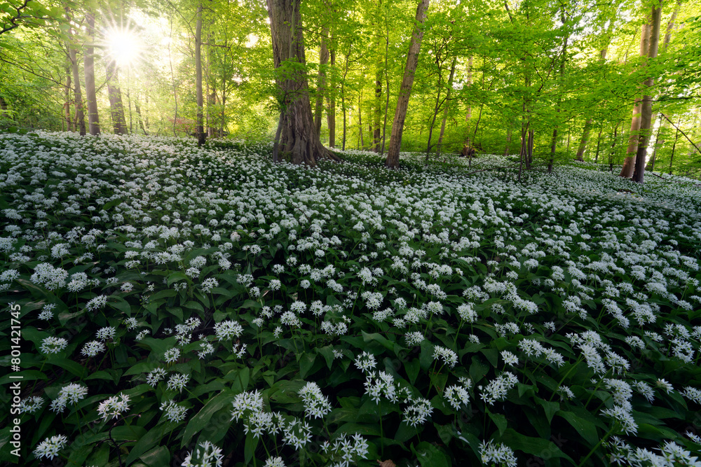 Obraz premium Bärlauch (Allium ursinum)