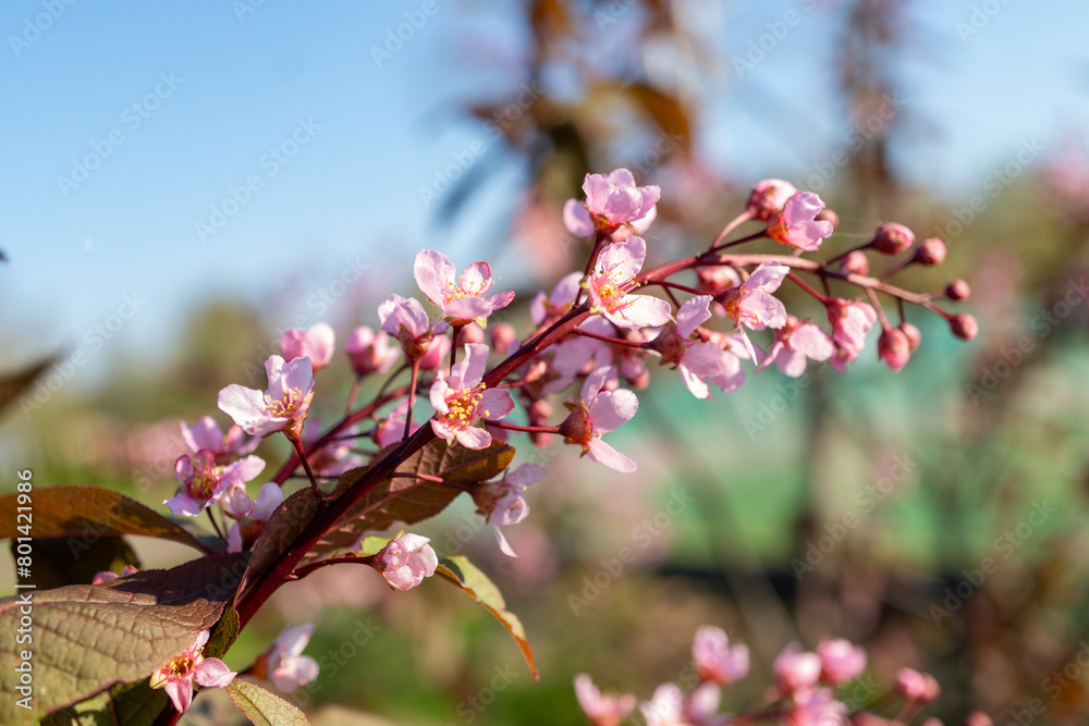 Closeup pink flower on tree branch against sky, macro photography