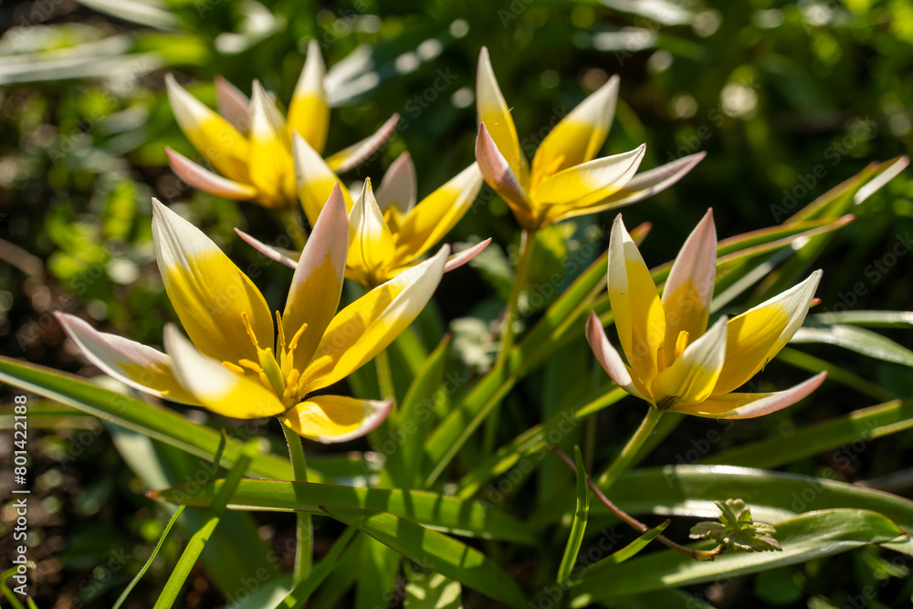 Turkestan tulips and pink flowers bloom in the grass Turkestan tulips and pink flowers bloom in the grass