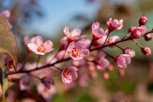 Closeup view of pink flowers blooming on a tree branch © vinbergv
