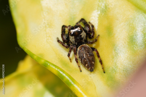 Closeup on the rare European Mile End Jumping Spider, Macaroeris nidicolens in the garden © Henk