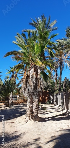 Palm trees. Tropical plants, tall palm trees. A beautiful date palm grows in Spain on the Costa Blanca. Date palm. Holidays in Spain.