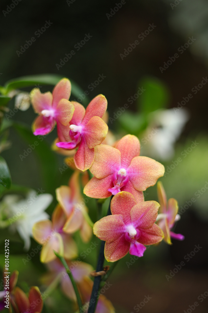 The most beautiful Phalaenopsis (Phalaenopsis pulcherrima) The most beautiful Phalaenopsis (Phalaenopsis pulcherrima)