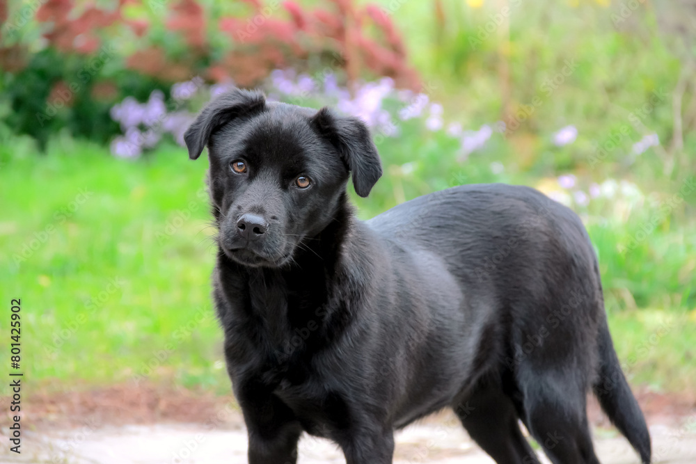 a beautiful black dog stands against the backdrop of a garden with purple flowers and looks at the camera.