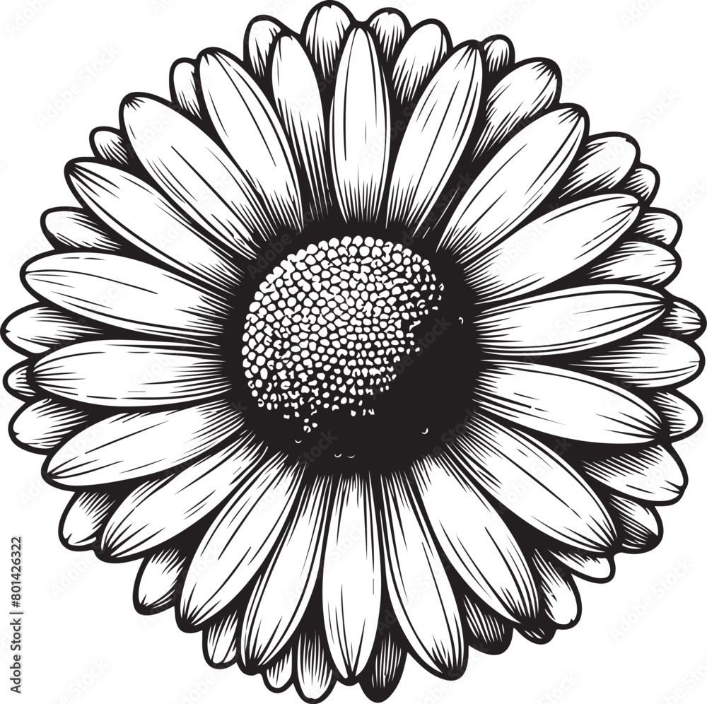black and white daisy