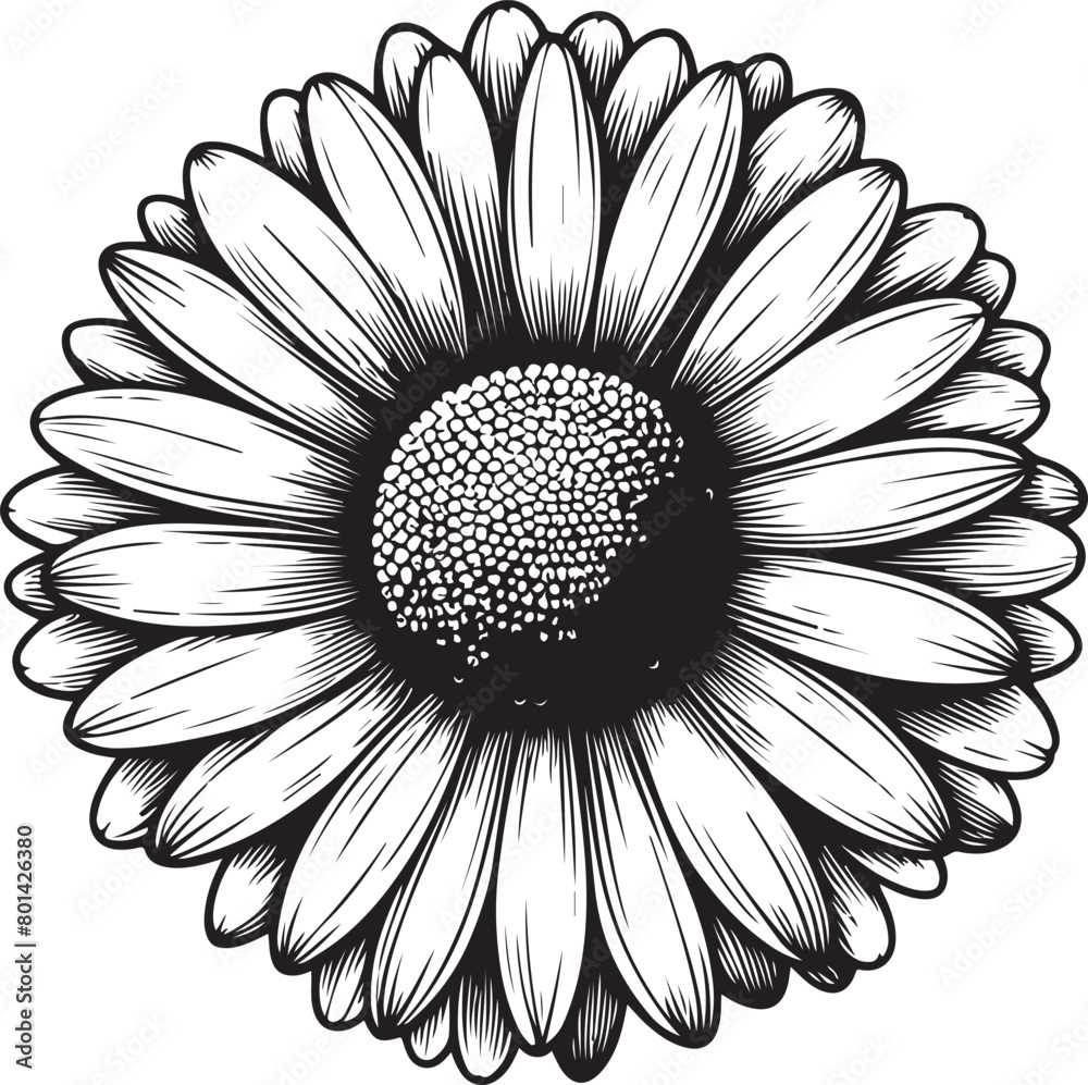 black and white daisy black and white daisy