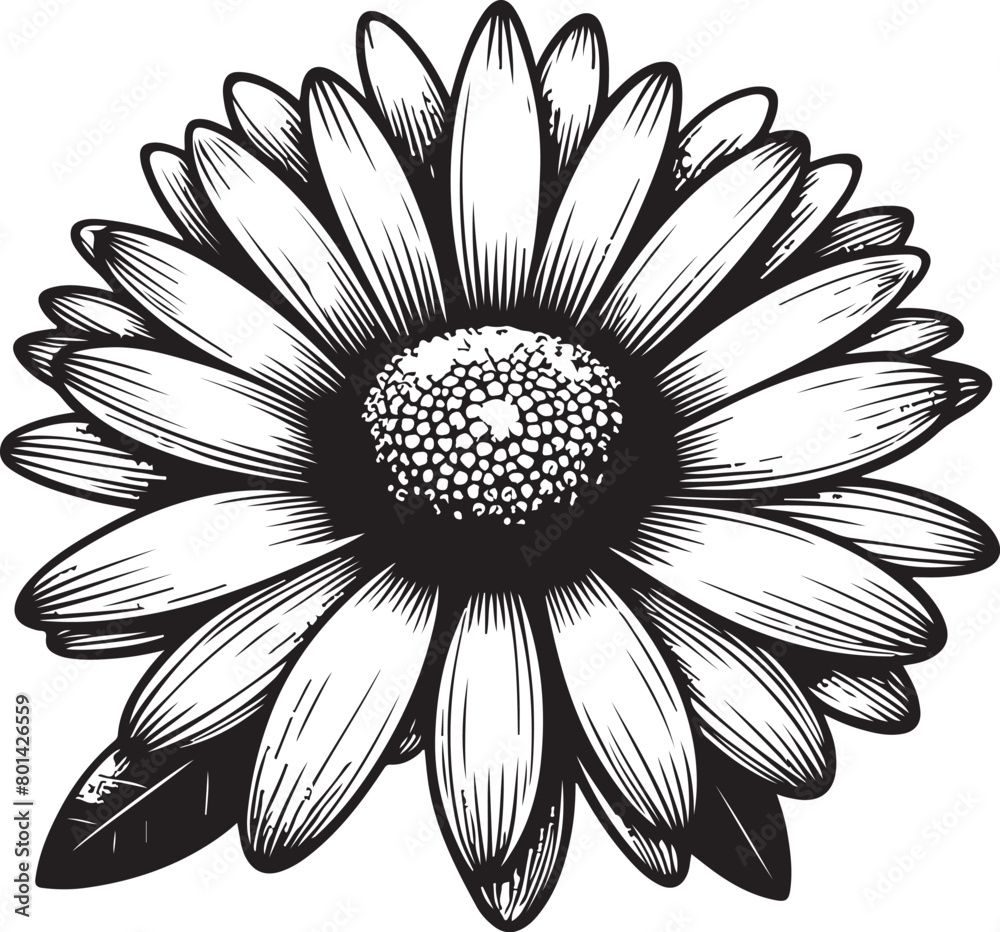 black and white daisy