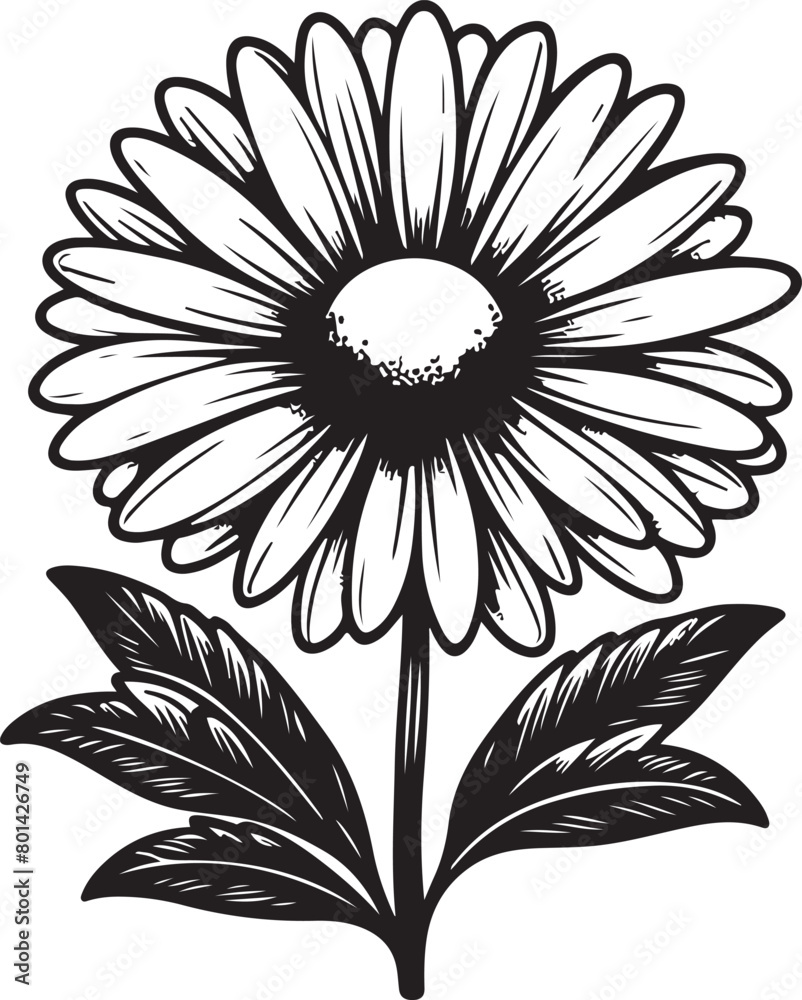 black and white daisy black and white daisy