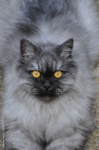 Wild Street Farm Cat Close-up