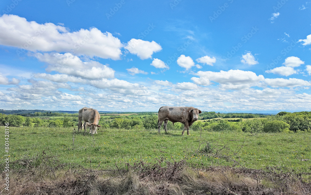 2 vaches et campagne