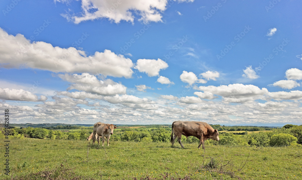 Fototapeta premium Les vaches et la prairie