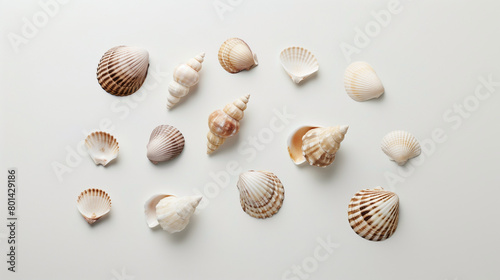 Cleanly arranged seashells on a white surface, offering a minimalist display suitable for interior decor visuals, spa ads, or coastal-themed social media posts.
