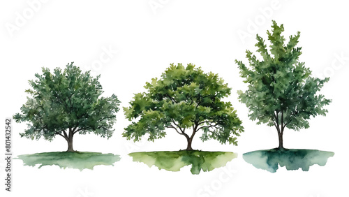 watercolor green foliage trees isolated on transparent background  perfect for cards  book illustrations  scrapbooking  stickers designs