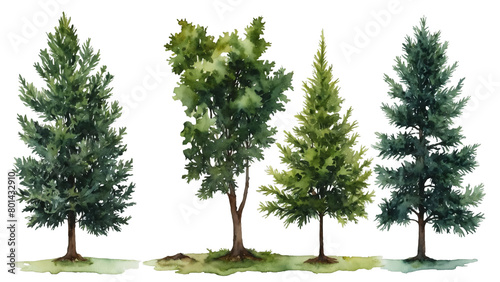 watercolor green pine and linden trees isolated on white background