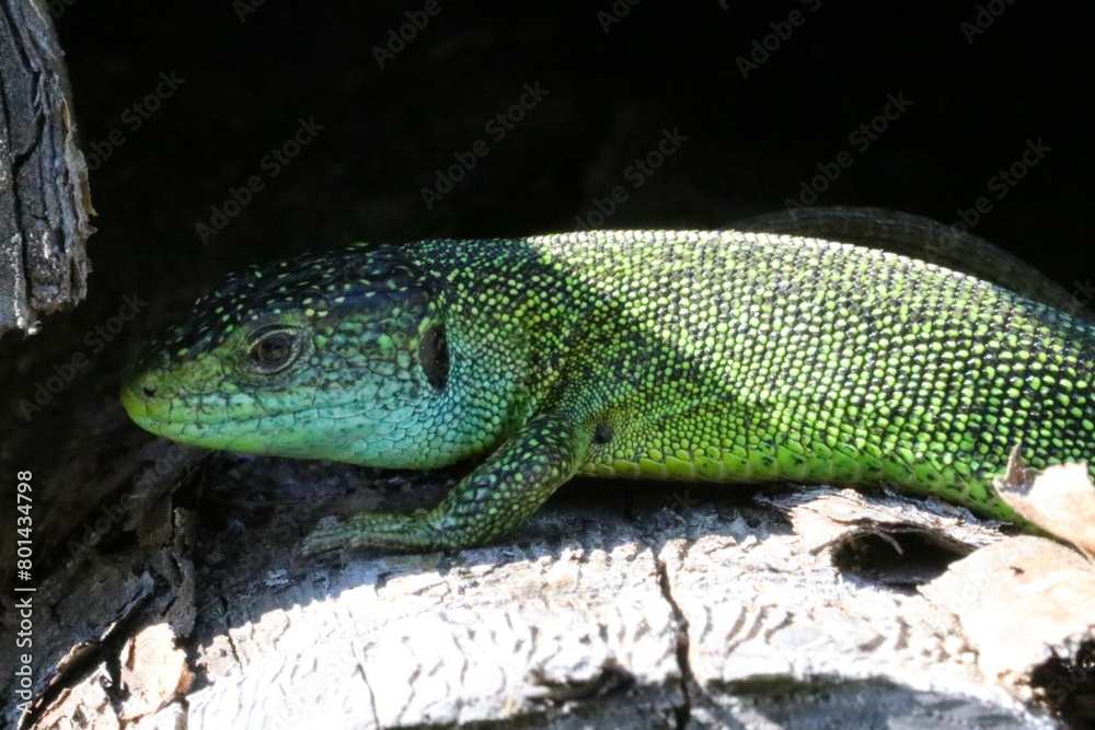 Fototapeta premium Ramarro