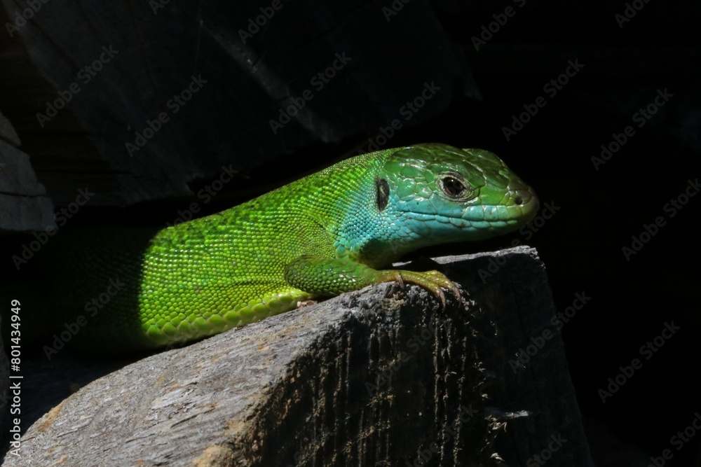 Fototapeta premium Ramarro