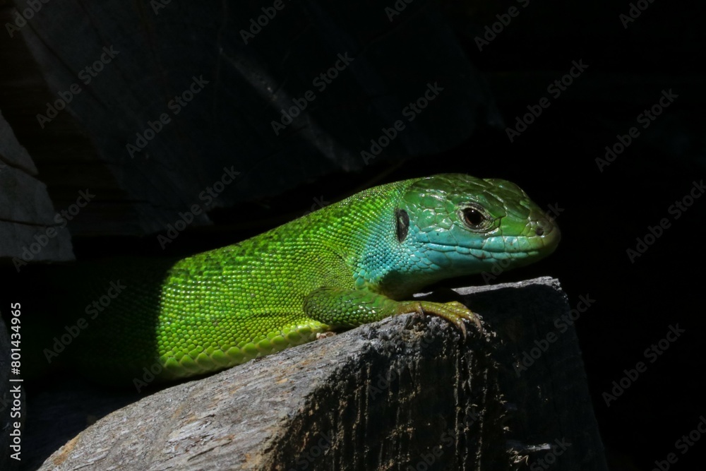 Fototapeta premium Ramarro