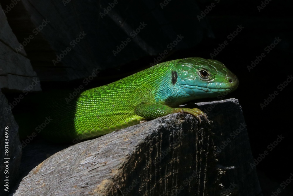 Fototapeta premium Ramarro