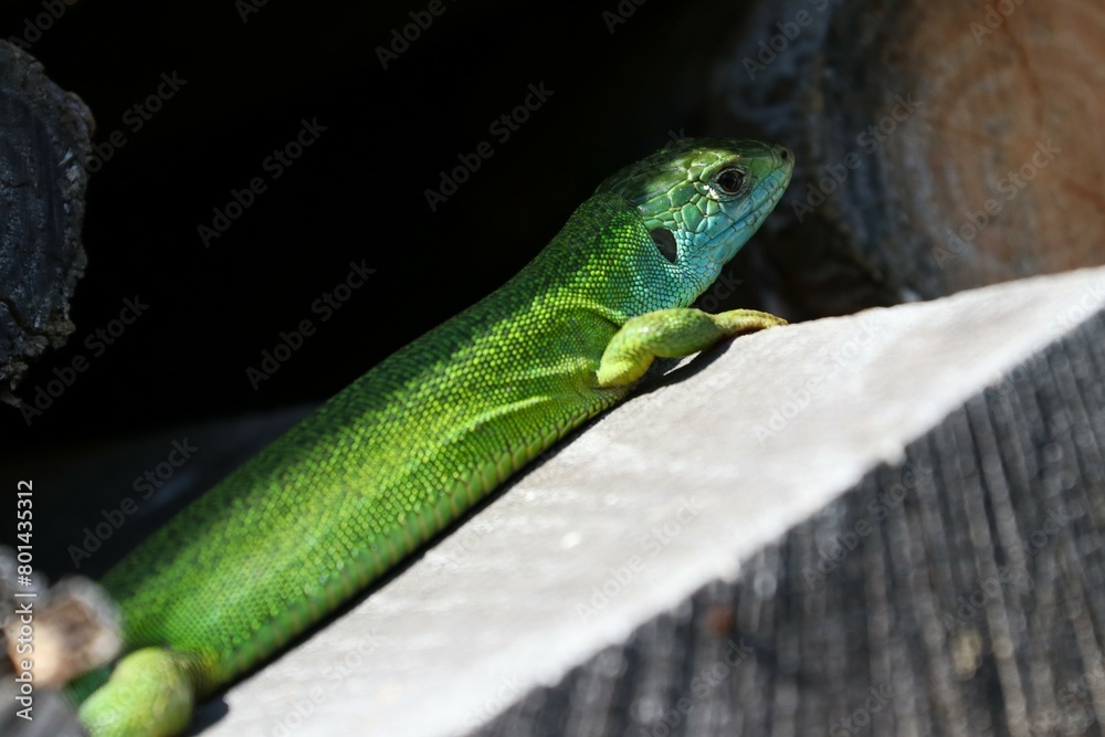 Fototapeta premium Ramarro