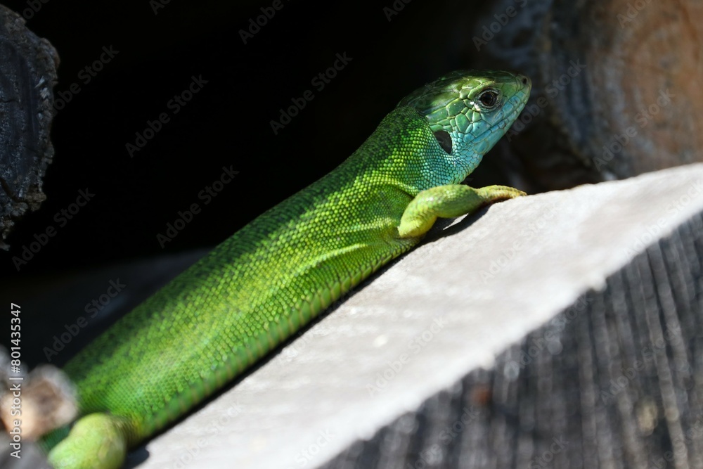 Fototapeta premium Ramarro