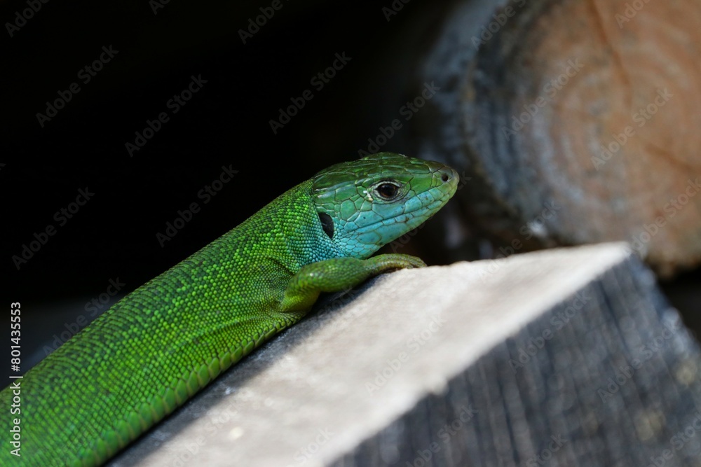 Fototapeta premium Ramarro