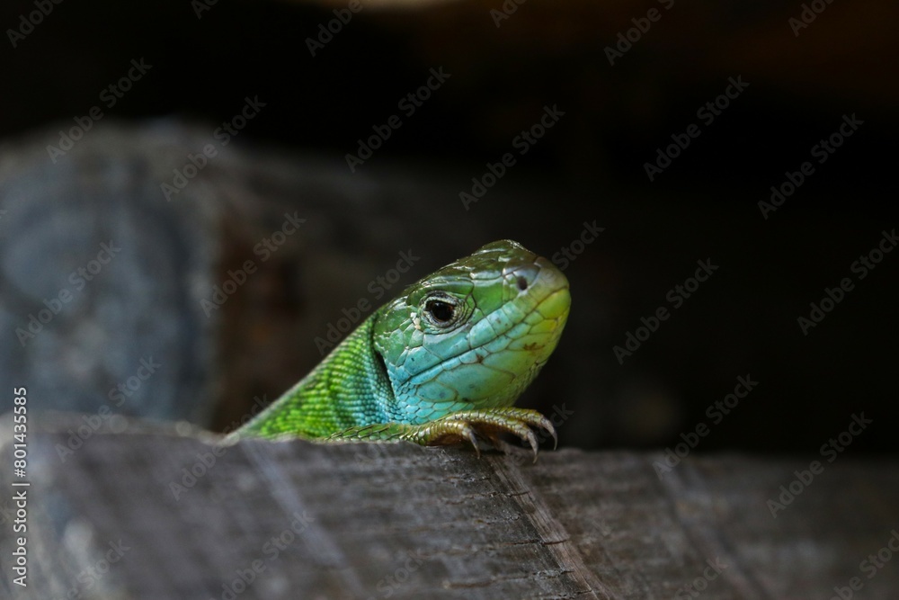 Fototapeta premium Ramarro