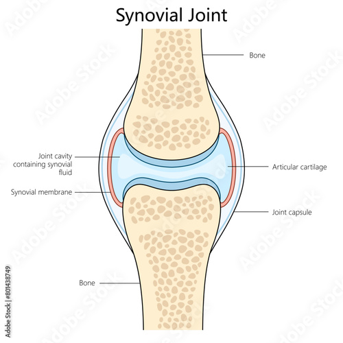 Human synovial joint structure diagram hand drawn schematic vector illustration. Medical science educational illustration